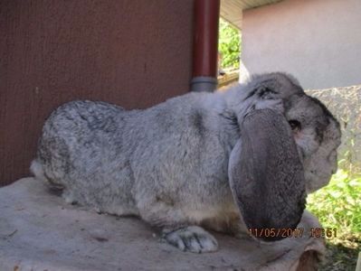 Masc.B.G. - X ARHIVA IEPURI CE AM AVUT