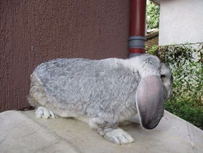 Sacrificat !!! - X ARHIVA IEPURI CE AM AVUT