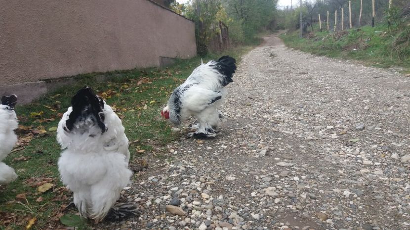  - Brahma herminat deschis 2018