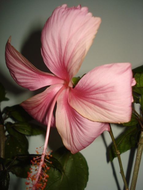  - Hibiscus Dainty Pink