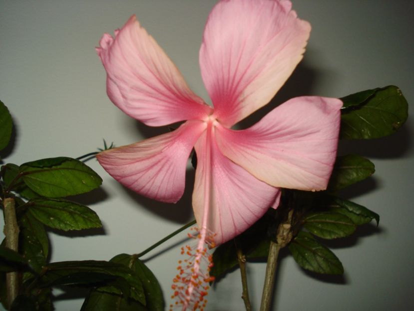  - Hibiscus Dainty Pink