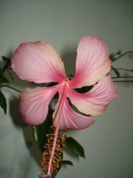  - Hibiscus Dainty Pink