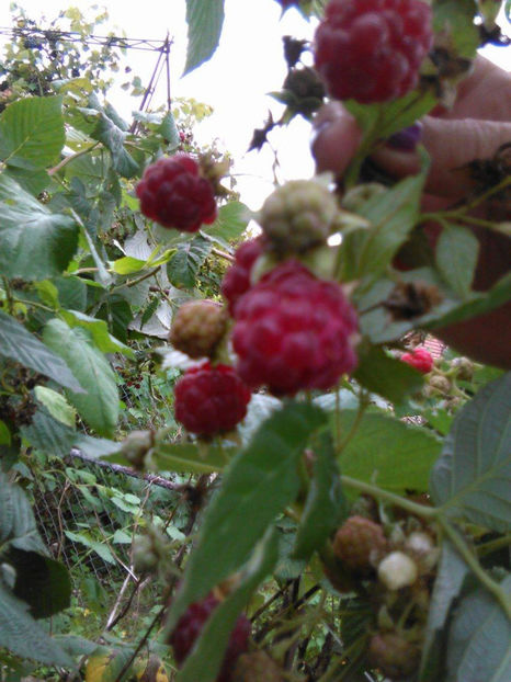 22199235_1712481505430972_898018206_o - In vizita la Maria _septembrie 2017