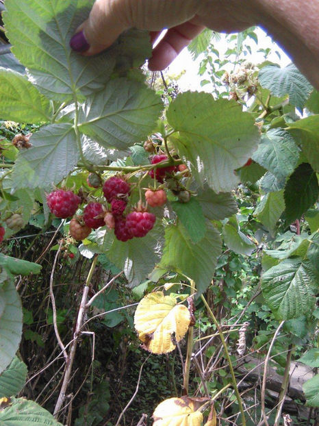 22199266_1712481388764317_926745447_o - In vizita la Maria _septembrie 2017