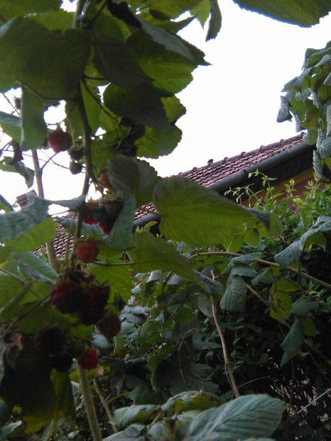 22199316_1712481485430974_1820749363_o - In vizita la Maria _septembrie 2017