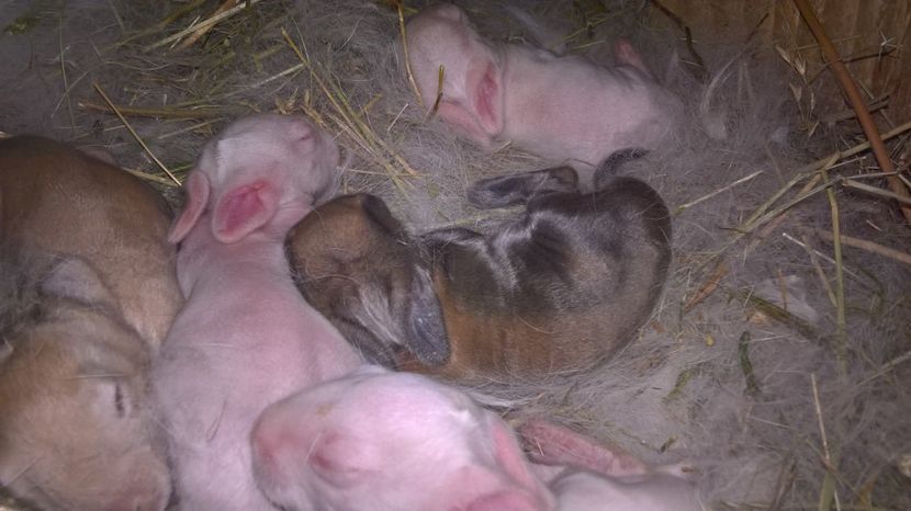  - b-3 mascul turingen