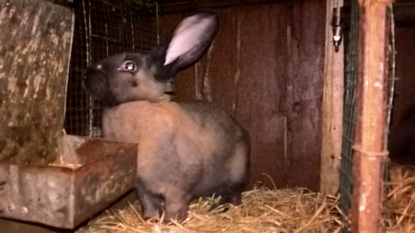  - b-3 mascul turingen