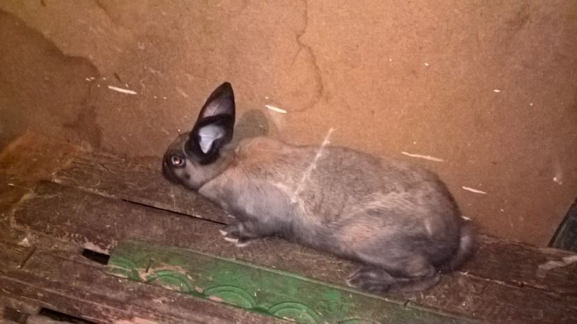  - b-3 mascul turingen