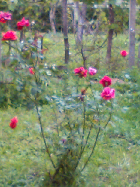 22217781_1712481068764349_1576101116_o - In vizita la Maria _septembrie 2017