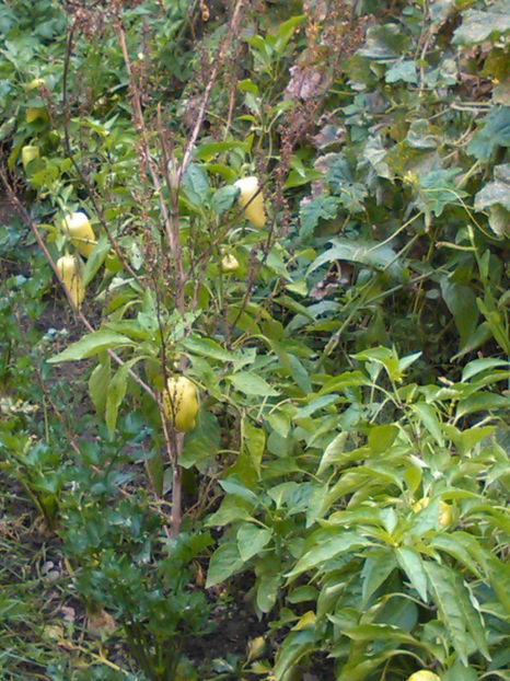 22219344_1712481148764341_665739604_o - In vizita la Maria _septembrie 2017