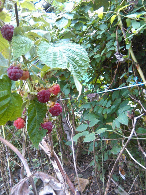 22279016_1712481552097634_532485613_o - In vizita la Maria _septembrie 2017