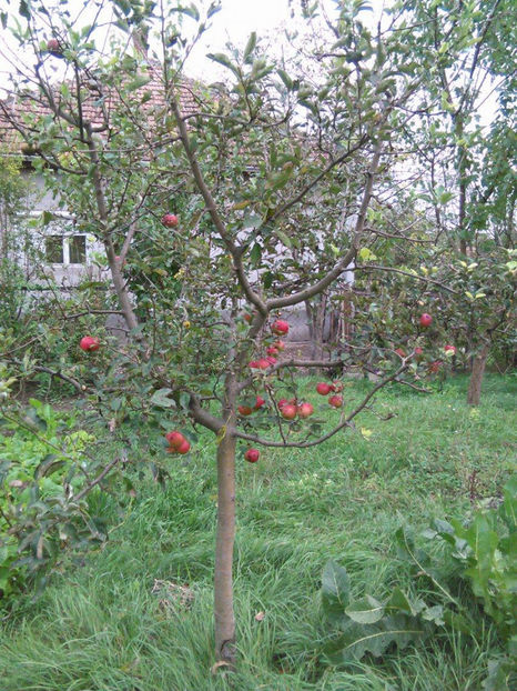 22281046_1712481338764322_721505189_o - In vizita la Maria _septembrie 2017