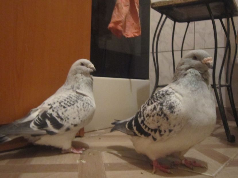 BOMBARDIERII - CRISTIANO VS NEYMAR