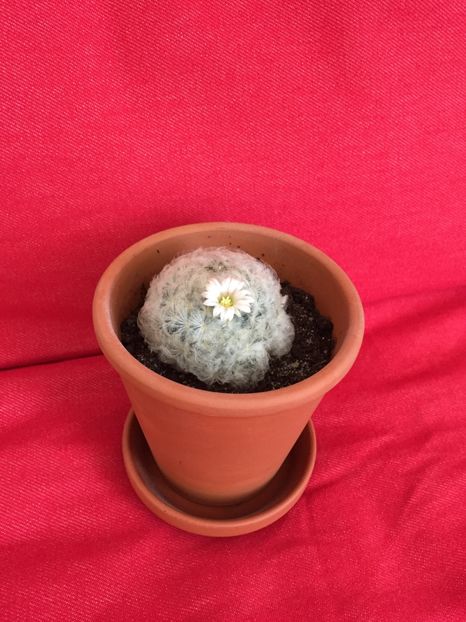  - Cactusi
