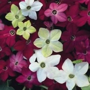  - SEMINTE REGINA NOPTII COLORATA - NICOTIANA