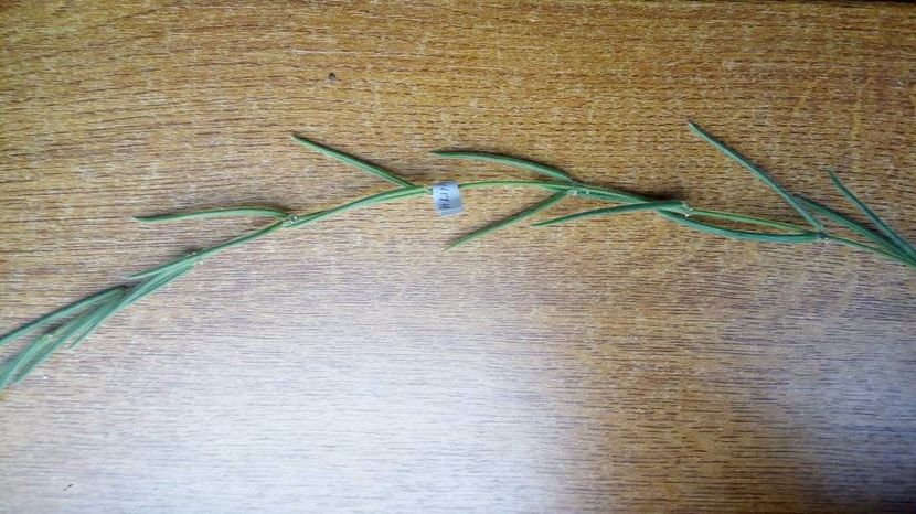 2.11.2017 - Linearis