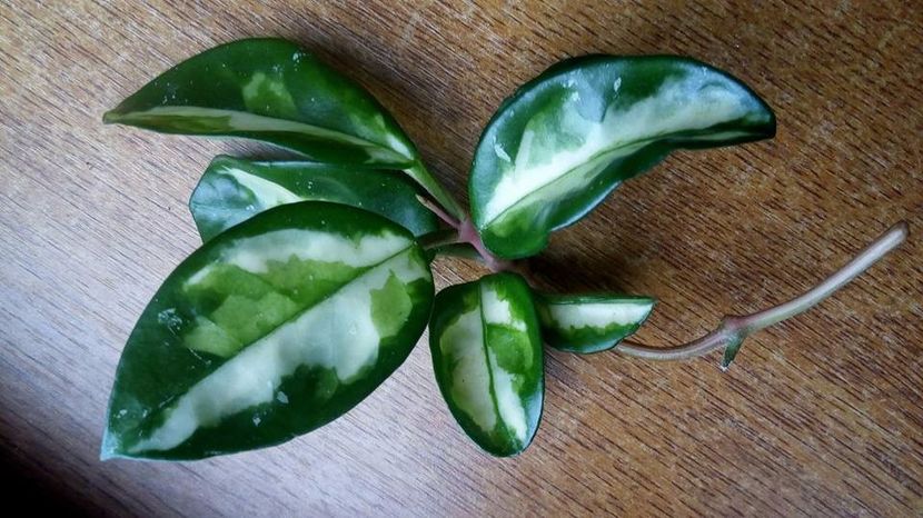 2.11.2017 - Krimson princess