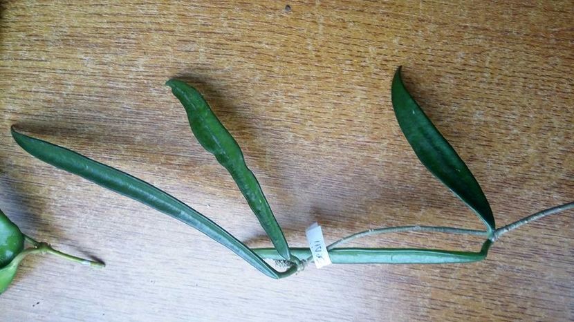 2.11.2017 - Shepherdii