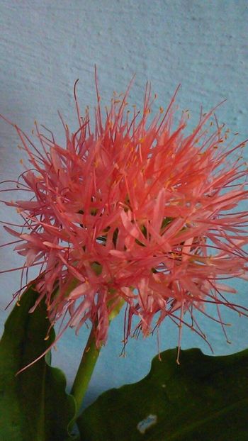received_232982930557770 - Florile mele