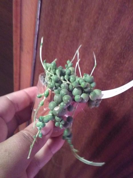 received_258884037967659 - Florile mele