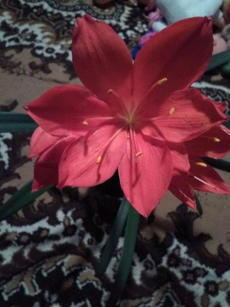 received_251679535354776 - Florile mele