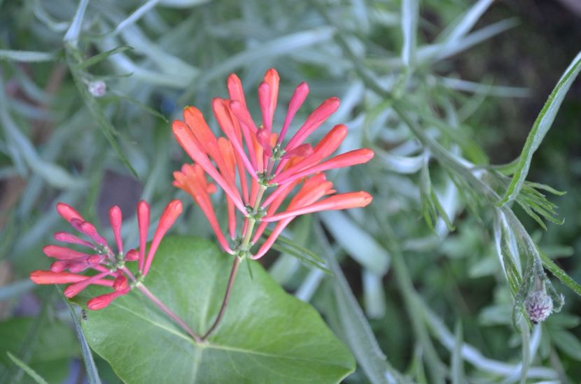  - dragostea  de natura