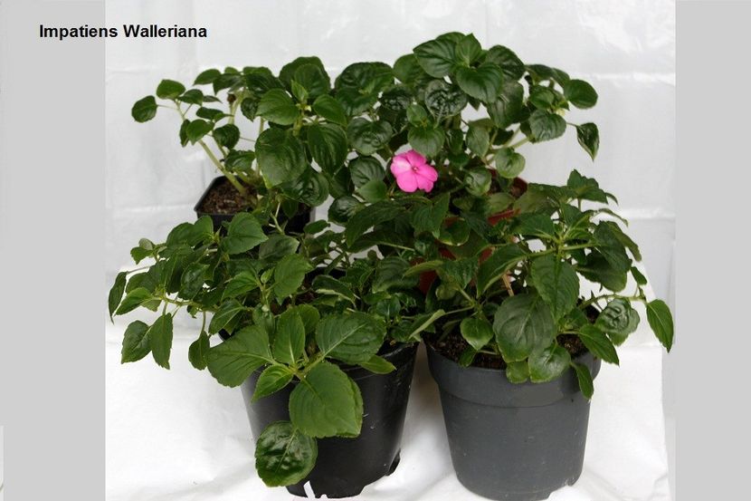 02.11.17 - 05 Impatiens- revigorare toamna