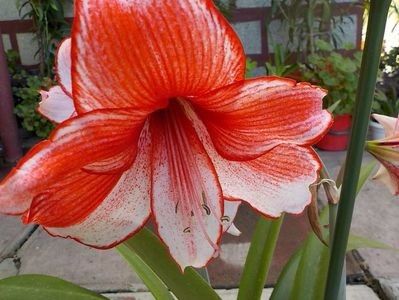 Charisma - Achizitii 2017-2018