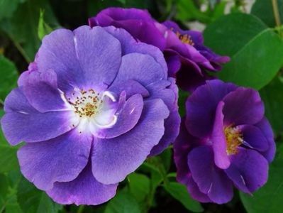 Rapsodye en Blue - Achizitii 2017-2018