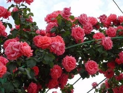 Dee Dee bridgewater - Achizitii 2017-2018