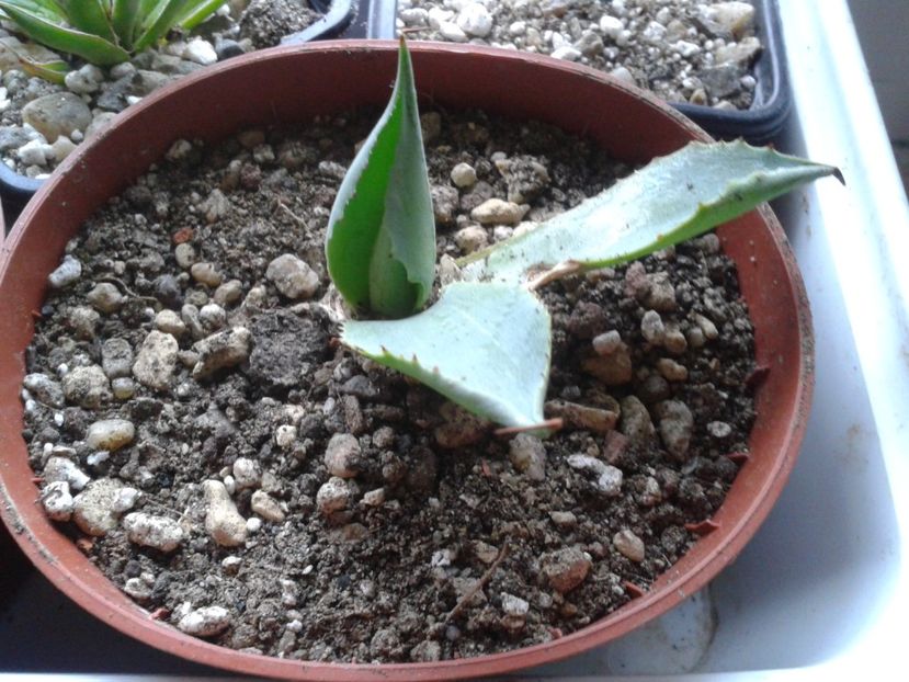 Fotografie0324 - AGAVE