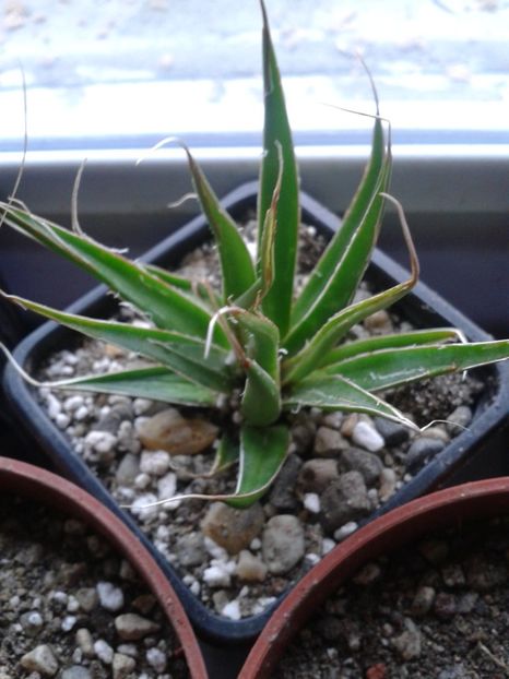 Fotografie0322 - AGAVE