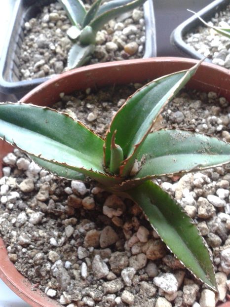 Fotografie0321 - AGAVE