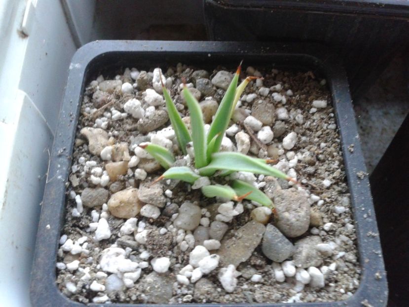 Fotografie0320 - AGAVE