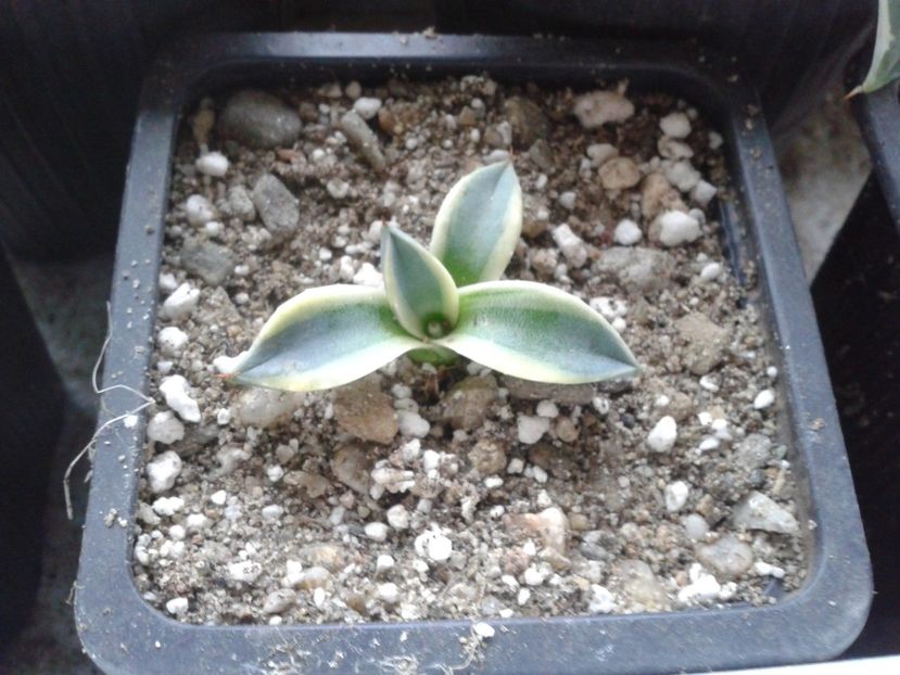 Fotografie0319 - AGAVE