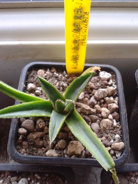 Fotografie0318 - AGAVE