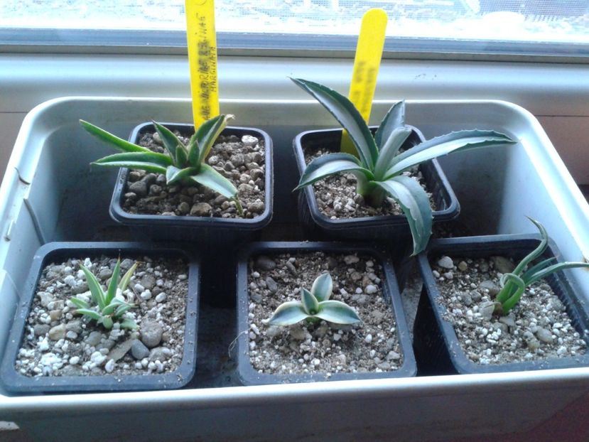 Fotografie0316 - AGAVE