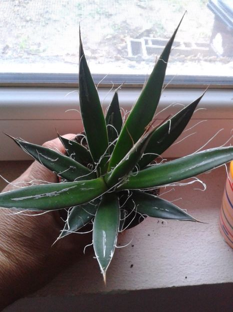 Fotografie0314 - AGAVE