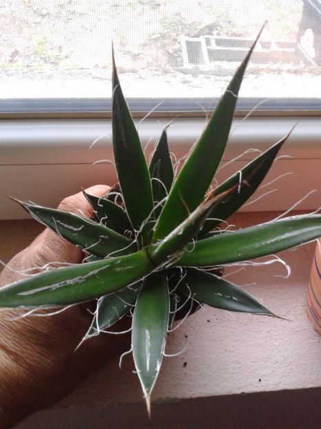 Fotografie0312 - AGAVE