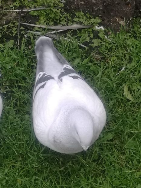 JRS12-ARCHIWUM - RO PL coop 3th generation