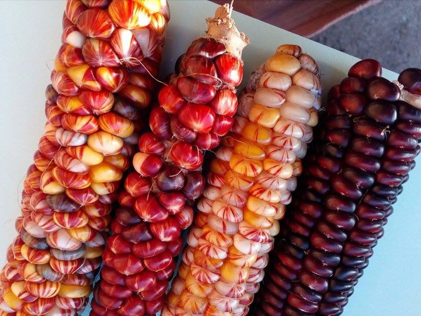  - SEMINTE PORUMB INDIAN - MANDAN MIX - P 15