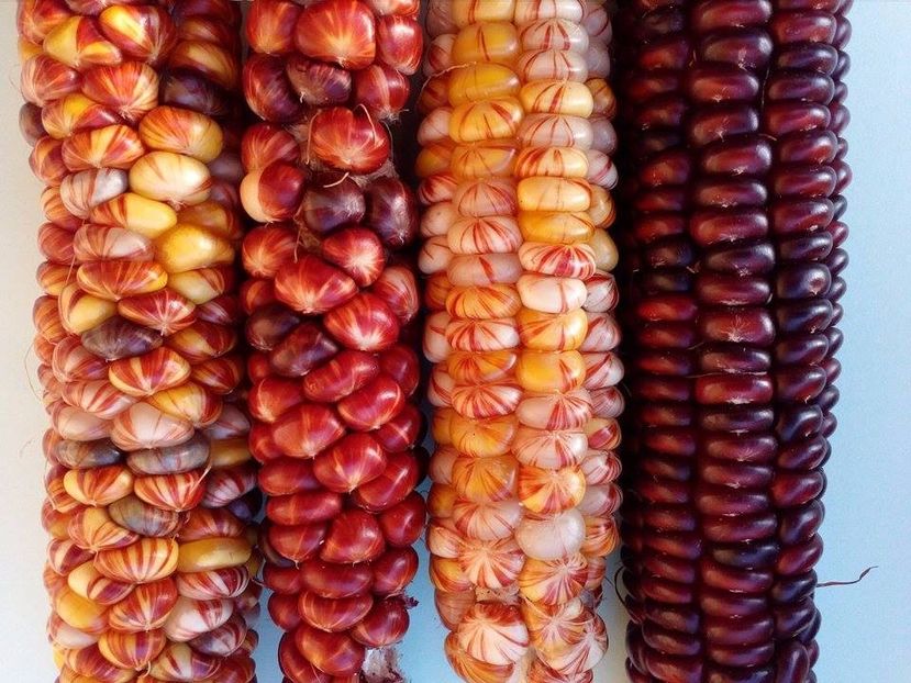  - SEMINTE PORUMB INDIAN - MANDAN MIX - P 15