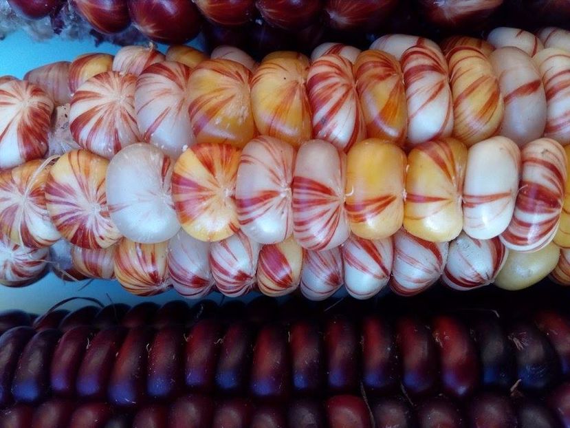  - SEMINTE PORUMB INDIAN - MANDAN MIX - P 15