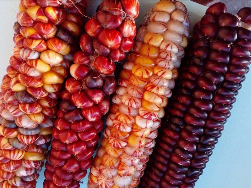  - SEMINTE PORUMB INDIAN - MANDAN MIX - P 15