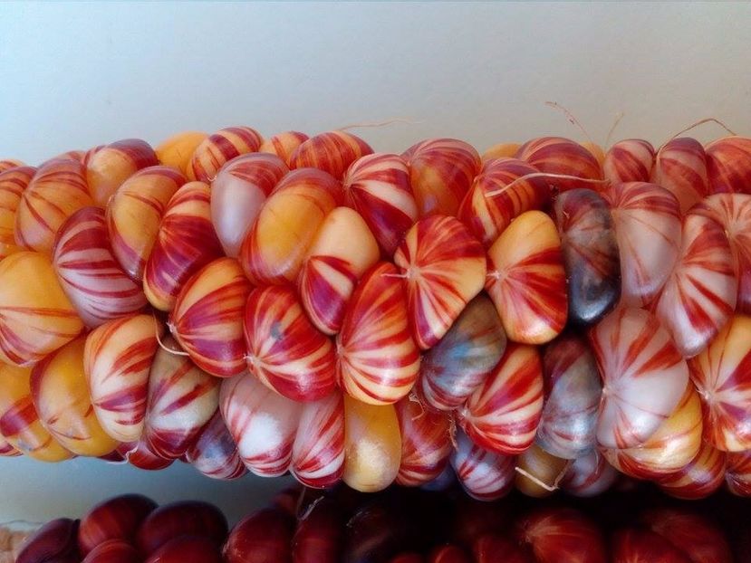  - SEMINTE PORUMB INDIAN - MANDAN MIX - P 15