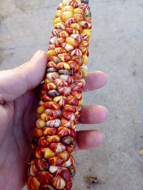  - SEMINTE PORUMB INDIAN - MANDAN MIX - P 15