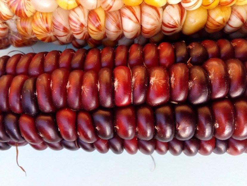  - SEMINTE PORUMB INDIAN - MANDAN MIX - P 15