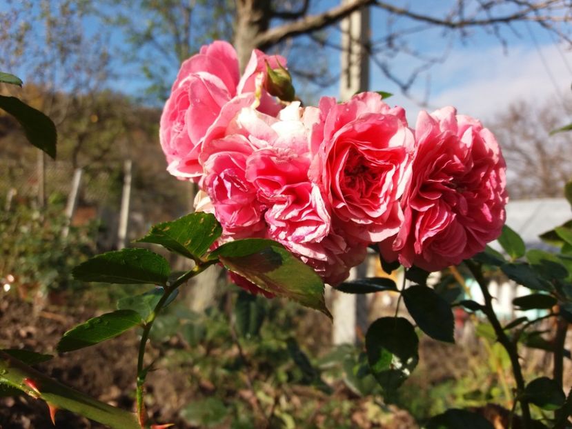  - Les Quatre Saisones