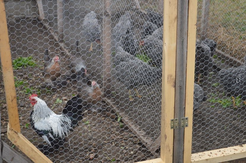 mii de flori - b Mii de flori argintiu