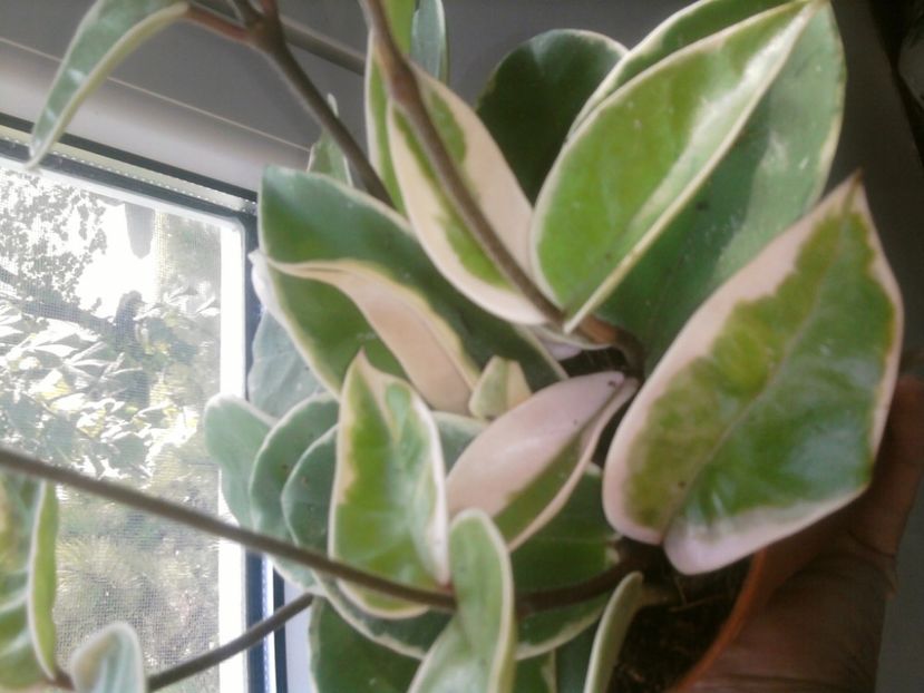 CRIMSON QUEEN- - - iulie 2018